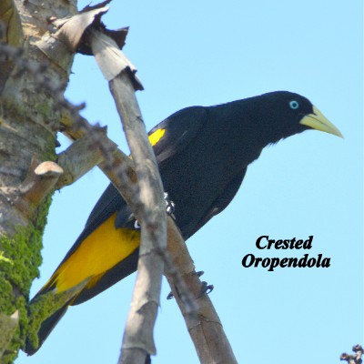 Crested Oropendola